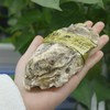 新鲜水产品   生蚝 多规格 可选 商品缩略图3