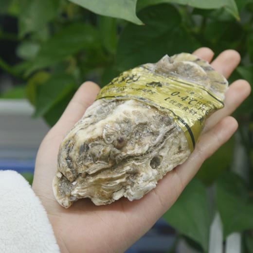 新鲜水产品   生蚝 多规格 可选 商品图3