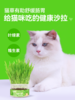 猫草盆栽小麦种子粒土培懒人成幼猫非已种好冻干零食水培猫咪用品 商品缩略图3
