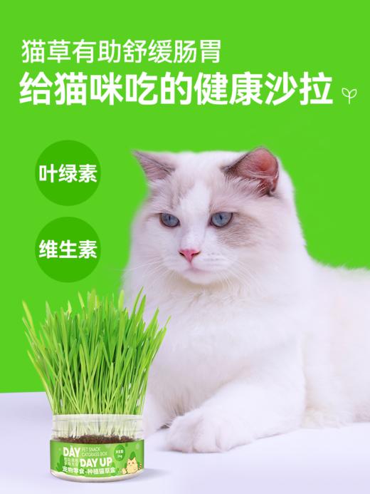猫草盆栽小麦种子粒土培懒人成幼猫非已种好冻干零食水培猫咪用品 商品图3
