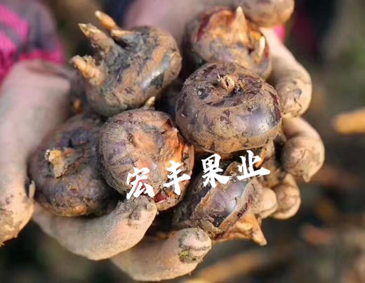 宏丰精选  乐昌马蹄  儿时的味道， 活动价5.8一斤 商品图2