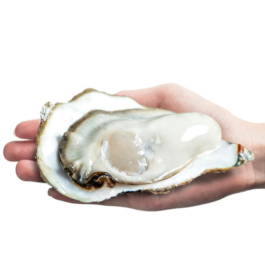 新鲜水产品   生蚝 多规格 可选 商品图2