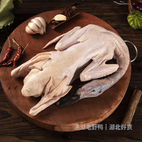 洪湖绿头 老野鸭