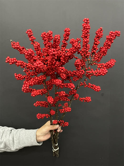 天物状元红特级北美冬青富贵籽 商品图11