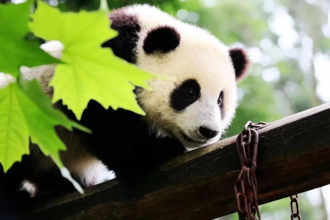 【寒假亲子】大童亲子营,熊猫保育\三星堆博士讲解\考古模拟\安仁古镇换装\青红染\5钻豪华酒店|8~14岁亲子