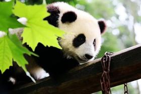 【寒假亲子】大童亲子营,熊猫保育\三星堆博士讲解\考古模拟\安仁古镇换装\青红染\5钻豪华酒店|8~14岁亲子