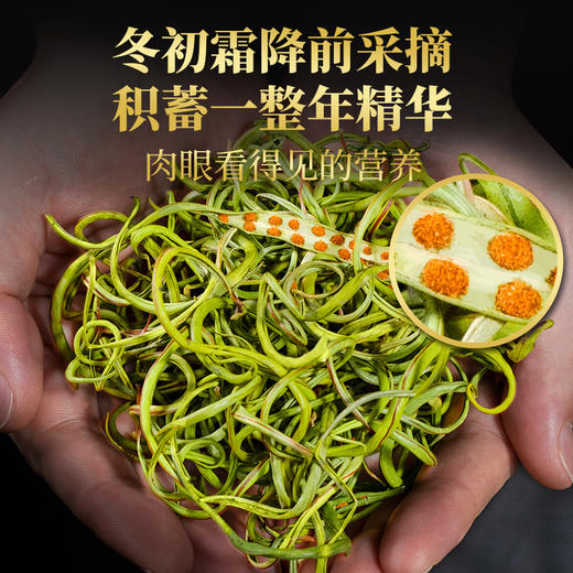 神农金康 肾精茶化石草100g（50g*2罐）原生态真滋补 商品图2