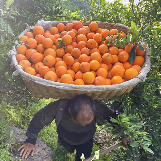 『秭归中华红橙』鲜甜爆汁，清爽解腻，富含天然茄红素、花青素 商品图8