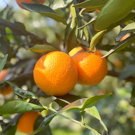 『秭归中华红橙』鲜甜爆汁，清爽解腻，富含天然茄红素、花青素 商品图2