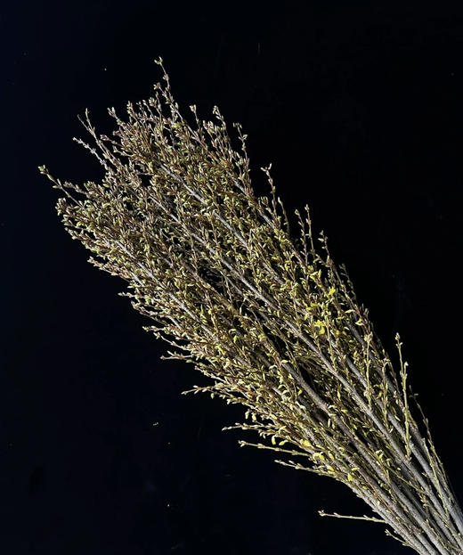 【招财进宝】进口寸寸金  约10枝/扎  70-110cm 商品图8