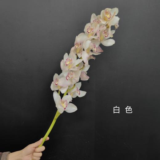 精品花卉精品大花蕙兰热卖 商品图13