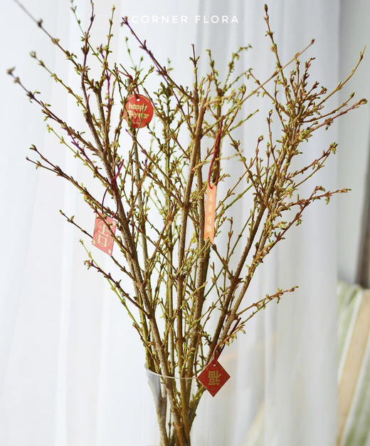 【招财进宝】进口寸寸金  约10枝/扎  70-110cm 商品图5