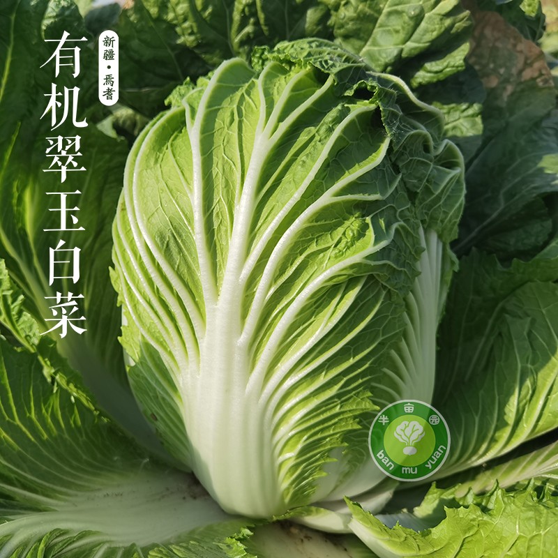 翠玉大白菜8斤（连续10年有机认证）