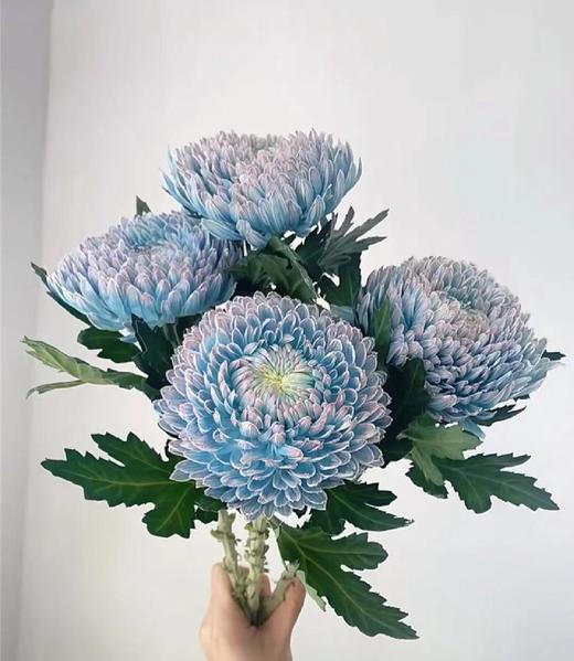 青花瓷色牡丹菊（5支） 商品图1