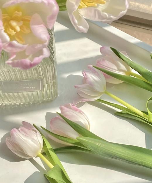 【方德郁金香】萌动 裸粉色 约9-10枝/扎 商品图2