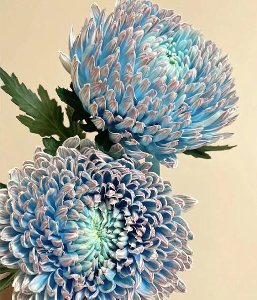 青花瓷色牡丹菊（5支） 商品图0