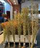 【招财进宝】进口寸寸金  约10枝/扎  70-110cm 商品缩略图14