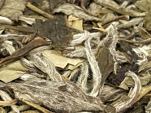 22春 喉吻润  白牡丹 磻溪镇大洋山 （荒野原料，松压饼） 商品图7