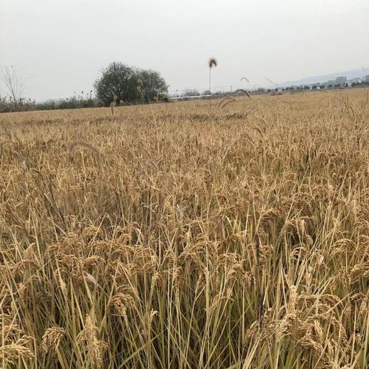 有机水稻大米 5kg 商品图3