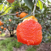 『秭归中华红橙』鲜甜爆汁，清爽解腻，富含天然茄红素、花青素 商品缩略图3