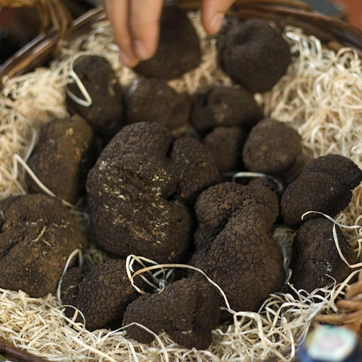 【应季好物】云南鲜黑松露（带泥发货） 商品图2