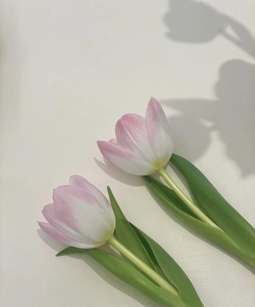 【方德郁金香】萌动 裸粉色 约9-10枝/扎 商品图1