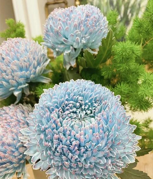 青花瓷色牡丹菊（5支） 商品图2