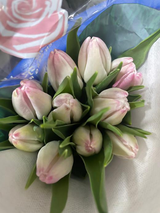 【方德郁金香】萌动 裸粉色 约9-10枝/扎 商品图5