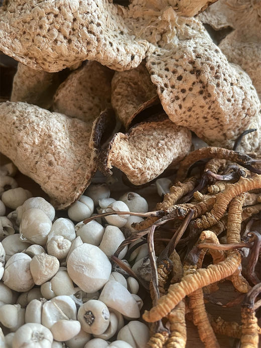 藏贝母陈皮虫草茶<1月量> 平喘止咳恢复元气 商品图0