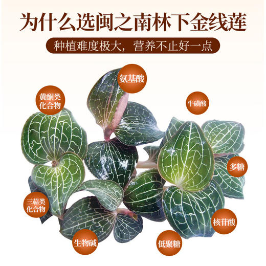 【礼盒】神农金康金线莲干品 林下整株金线莲叶大茎粗福 30克 新中式滋补礼  原生态真滋补喝护家人健康 商品图4