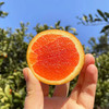 『秭归中华红橙』鲜甜爆汁，清爽解腻，富含天然茄红素、花青素 商品缩略图7
