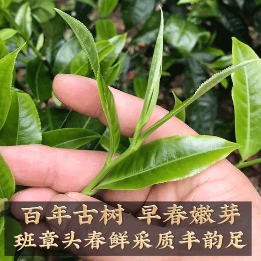 2023年生肖纪念饼《前兔似锦》布朗山春茶357克 商品图4