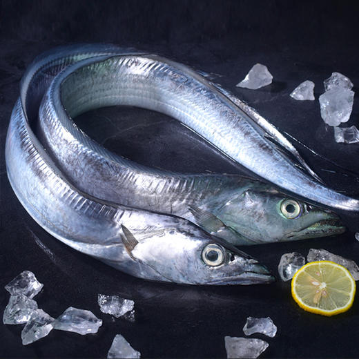 YP鑫鱼缘带鱼段套组 鑫鱼缘带鱼段700g/袋*8袋 商品图0