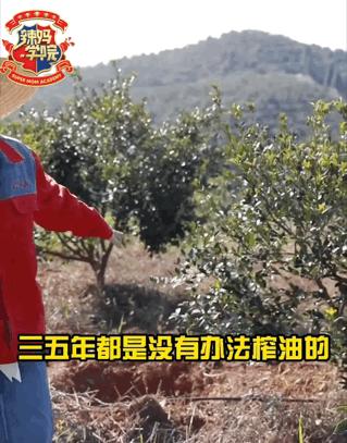 【山茶溯源行】【1瓶/4瓶礼盒装】大三湘有机浓香山茶油1L【品牌直发】 QTT-421-240123 商品图4
