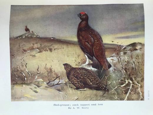 1936年 英国鸟类图集 43幅插图 漆布精装16开 商品图11