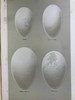 含藏书票！1896年 英国鸟卵图集 59页彩色插图 漆布精装16开 商品缩略图10