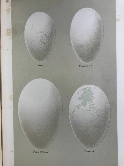 含藏书票！1896年 英国鸟卵图集 59页彩色插图 漆布精装16开 商品图10