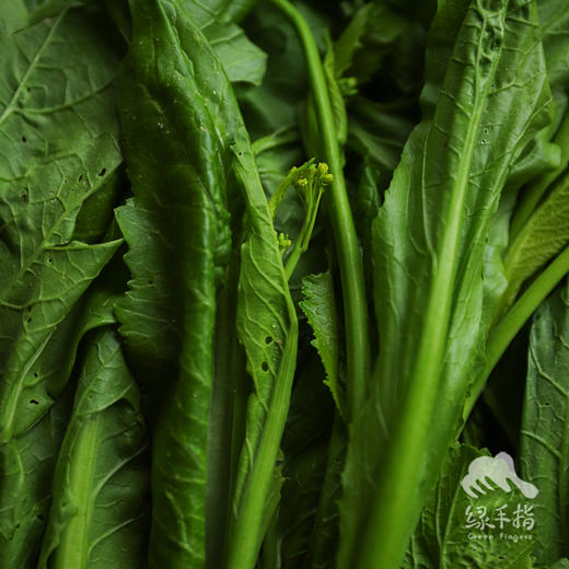 生态芥菜心 | 合作生产* Ecological mustard heart | Coproducted 商品图2