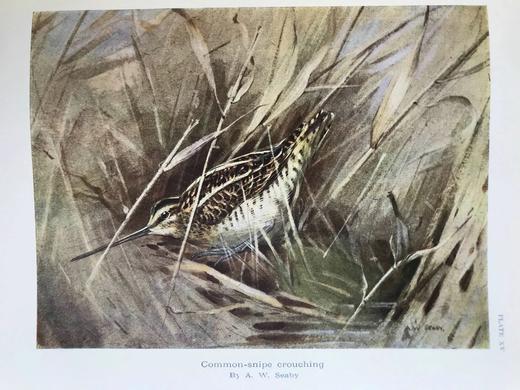 1936年 英国鸟类图集 43幅插图 漆布精装16开 商品图7