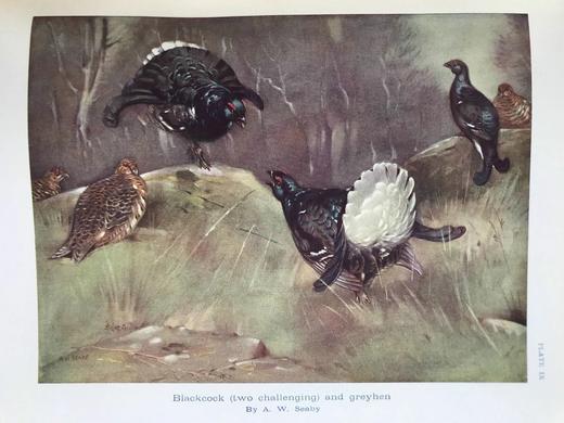 1936年 英国鸟类图集 43幅插图 漆布精装16开 商品图12