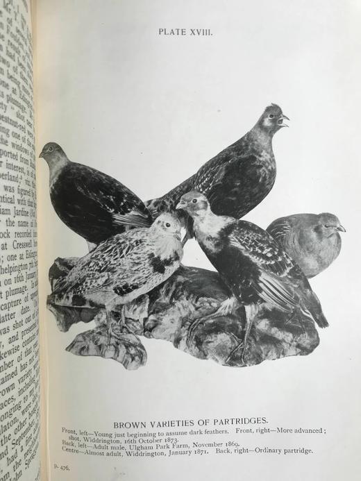1912年 诺森伯兰和东部边界鸟类图集 27幅插图 漆布精装大32开 商品图11