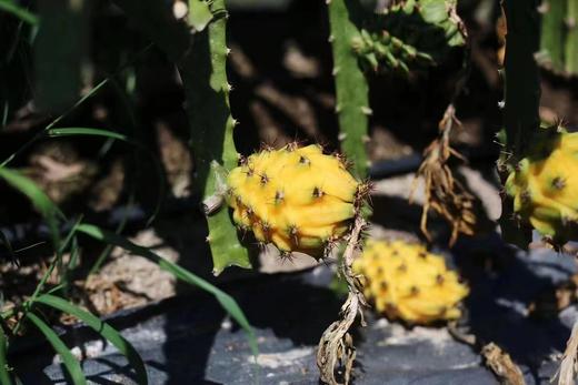 红夫人商城 海南空运 燕窝果 水果届的爱马仕 8个/约3.5斤装 商品图2