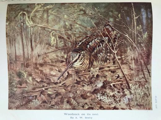 1936年 英国鸟类图集 43幅插图 漆布精装16开 商品图8