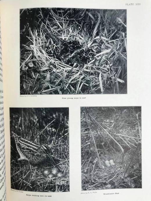 1936年 英国鸟类图集 43幅插图 漆布精装16开 商品图14