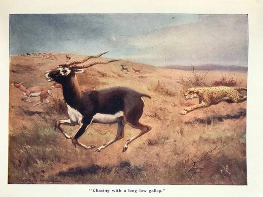 约20世纪早期 男孩故事书 数十幅插图（含多幅彩色） 布脊精装18开 商品图9