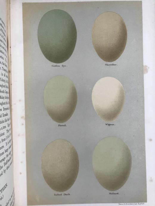 含藏书票！1896年 英国鸟卵图集 59页彩色插图 漆布精装16开 商品图12