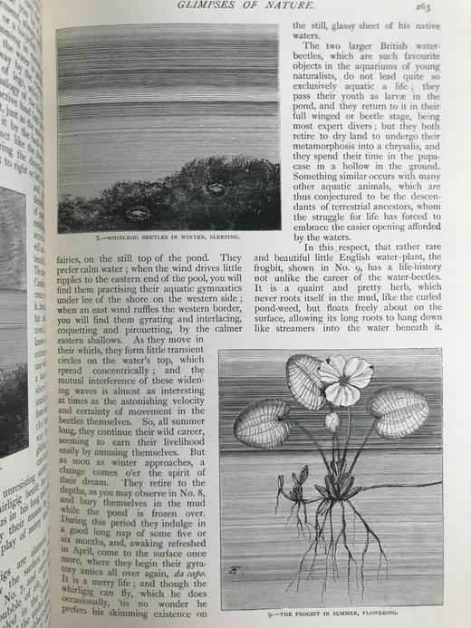 1898年 河滨杂志 数百幅插图 真皮精装18开 商品图8