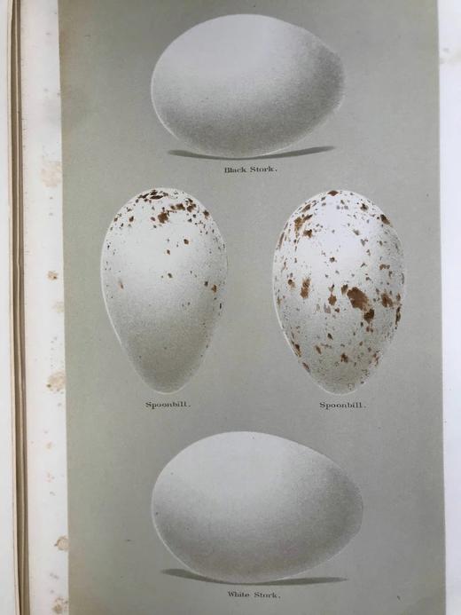 含藏书票！1896年 英国鸟卵图集 59页彩色插图 漆布精装16开 商品图11