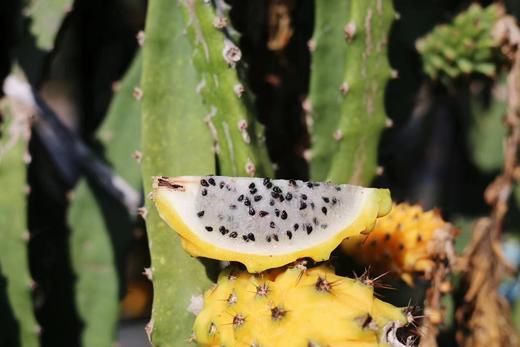 红夫人商城 海南空运 燕窝果 水果届的爱马仕 8个/约3.5斤装 商品图3