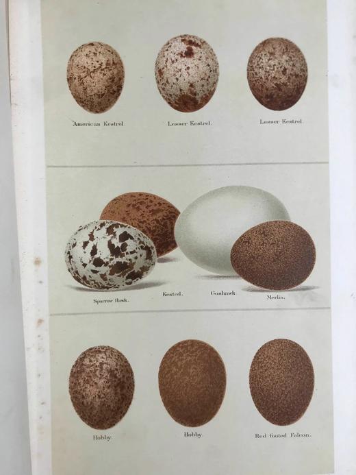 含藏书票！1896年 英国鸟卵图集 59页彩色插图 漆布精装16开 商品图14